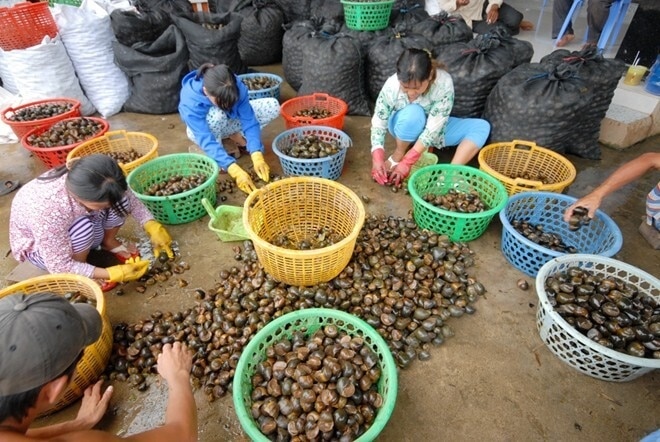 Nhiều người dân nuôi ốc bươu vàng để bán cho thương lái trung quốc.