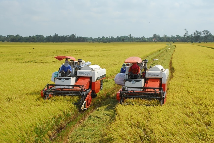 Xuất khẩu gạo tính đường dài: Thương hiệu và uy tín quốc gia