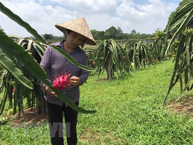 Vinh Phuc day manh phat trien nong nghiep ung dung cong nghe cao hinh anh 3