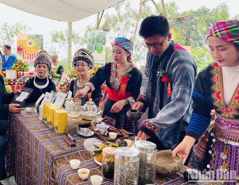 Tôn vinh cây chè Shan tuyết Yên Bái ảnh 2