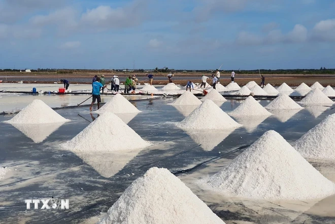 Với gần 1.500ha, Bạc Liêu là một trong những địa phương có diện tích sản xuất muối lớn của cả nước. (Ảnh: TTXVN phát)