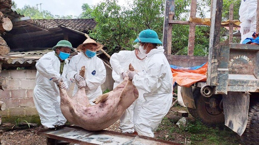 Tiêu hủy lợn mắc bệnh dịch tả lợn châu Phi ở xã Dương Sơn, huyện Na Rì, tỉnh Bắc Kạn. Ảnh: Báo Bắc Kạn 