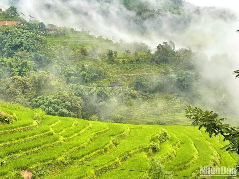 Mùa lúa chín là thời điểm thu hút du khách đến bản Khuổi Khon.