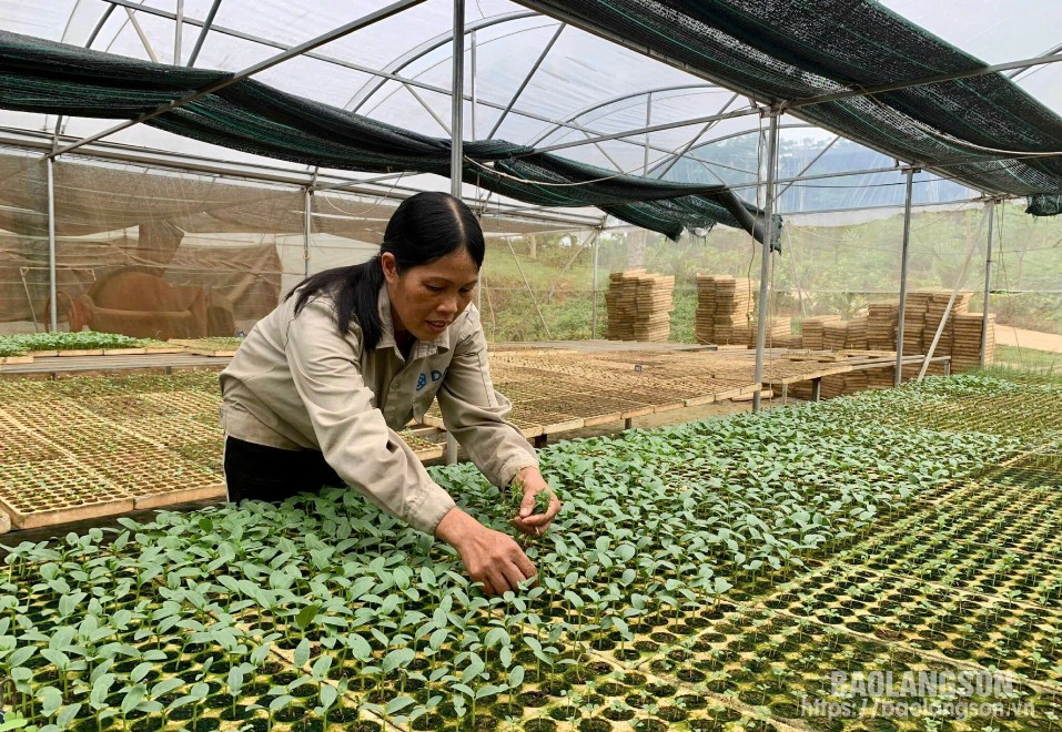 Thành viên Hợp tác xã Nông sản Hữu Lũng, huyện Hữu Lũng chăm sóc rau giống