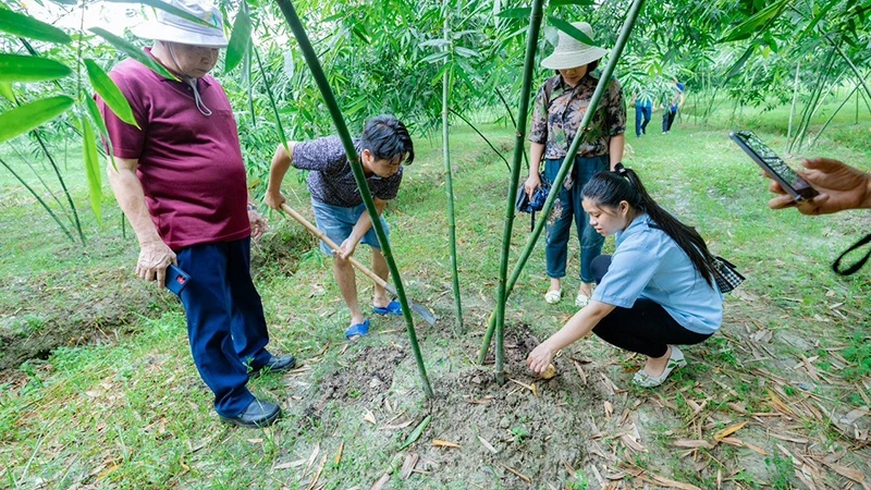 Mô hình trồng tre lấy măng theo quy trình sản xuất sạch ở huyện Tân Yên, tỉnh Bắc Giang. (Ảnh Ðỗ Tuấn)