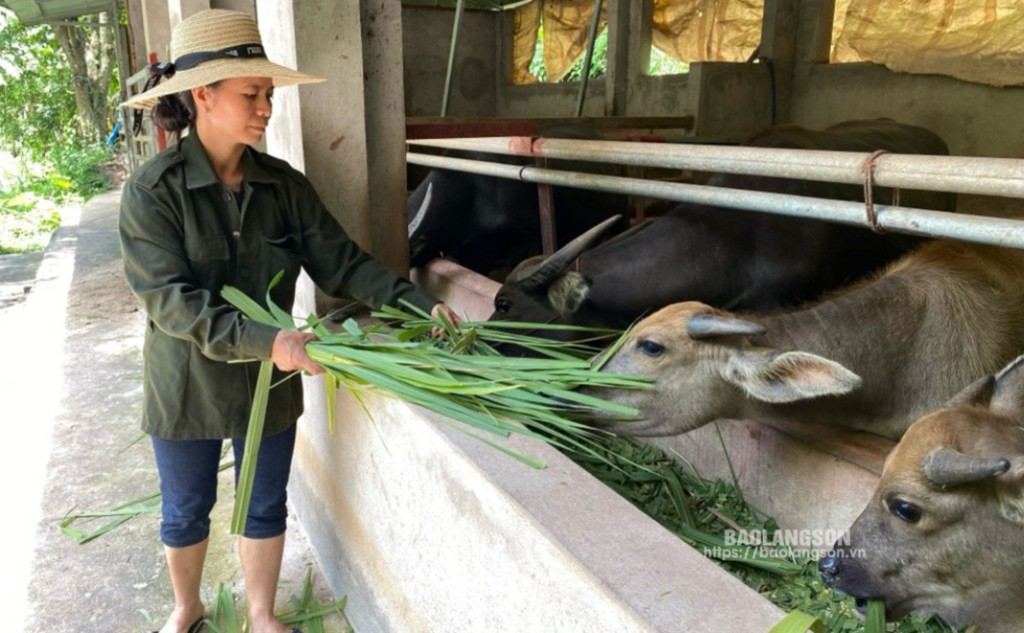 Người dân xã Cường Lợi, huyện Đình Lập chăm sóc đàn trâu vỗ béo được vay vốn hỗ trợ lãi suất tín dụng theo Nghị quyết 08