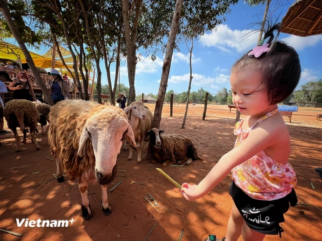 Du khách nhí theo gia đình trải nghiệm du lịch ở Bình Thuận. (Ảnh: Mai Mai/Vietnam+)