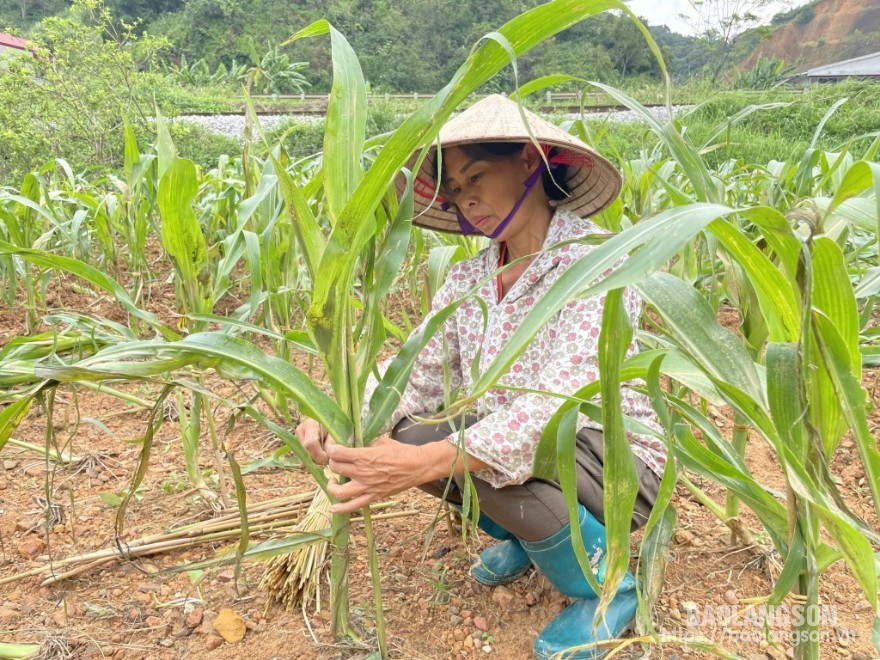 Người dân xã Yên Trạch, huyện Cao Lộc dựng lại ngô sau bão