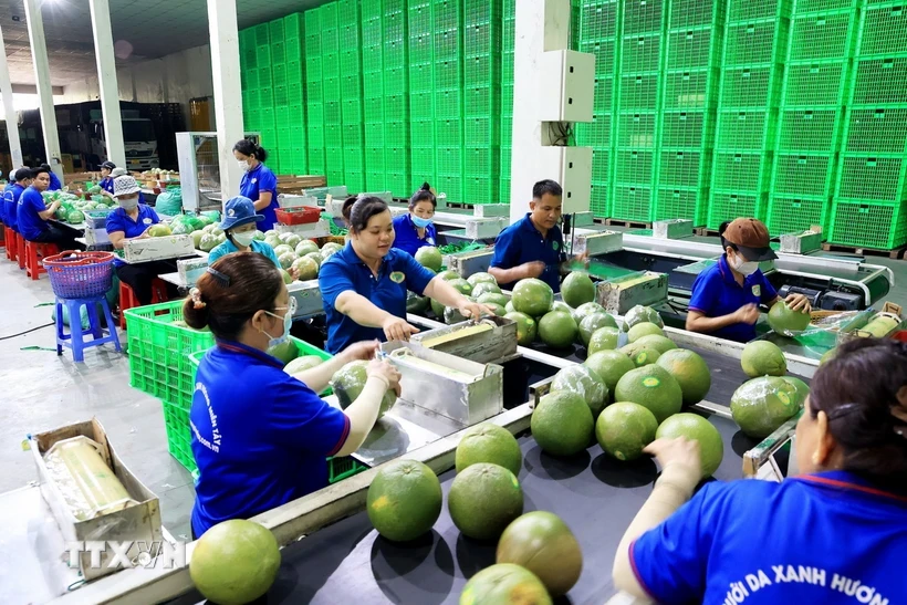 Ligne de conditionnement de pamplemousses à peau verte pour l'exportation. (Photo : Hong Dat/VNA)