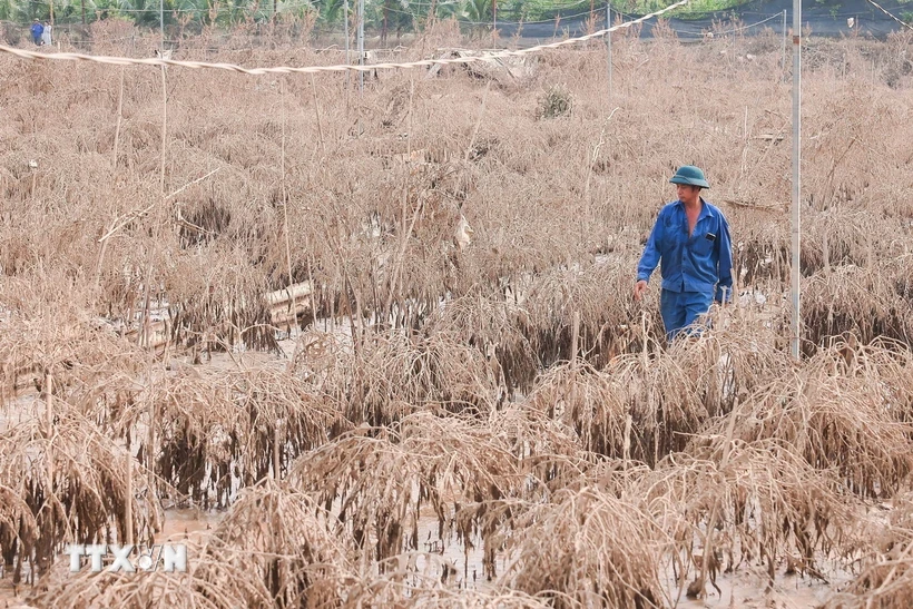 Hơn 400 cành đào của ông Đỗ Văn Thăng (làng Phú Thượng) bị chết do ngập nước, thiệt hại ước tính hơn 200 triệu đồng. (Ảnh: Hoàng Hiếu/TTXVN)