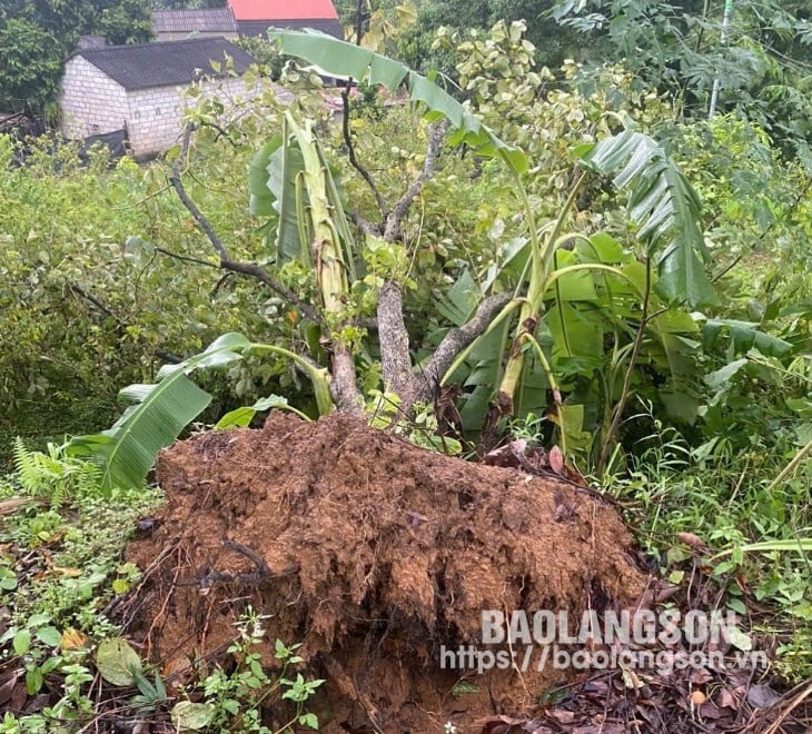 Cây hồng Vành khuyên bị gãy đổ, bật gốc