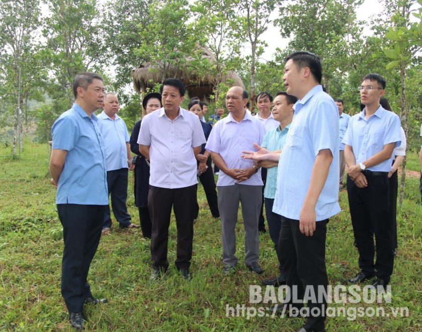 Đoàn công tác kiểm tra thực tế mô hình trồng hồi trên địa bàn xã An Sơn, huyện Văn Quan