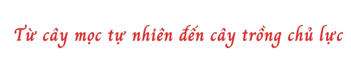 Ảnh co giãn vừa văn bản