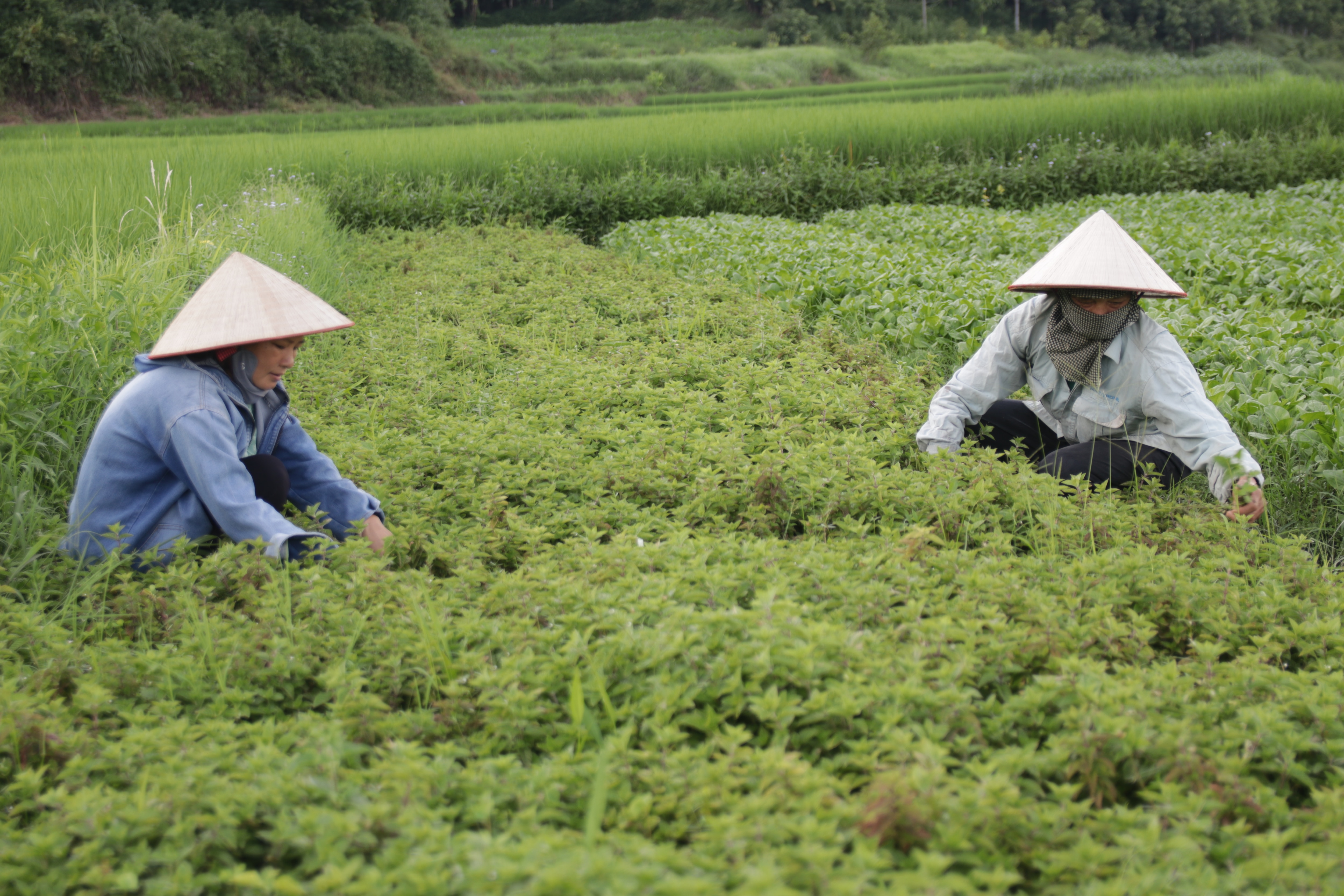 Ảnh tràn viền