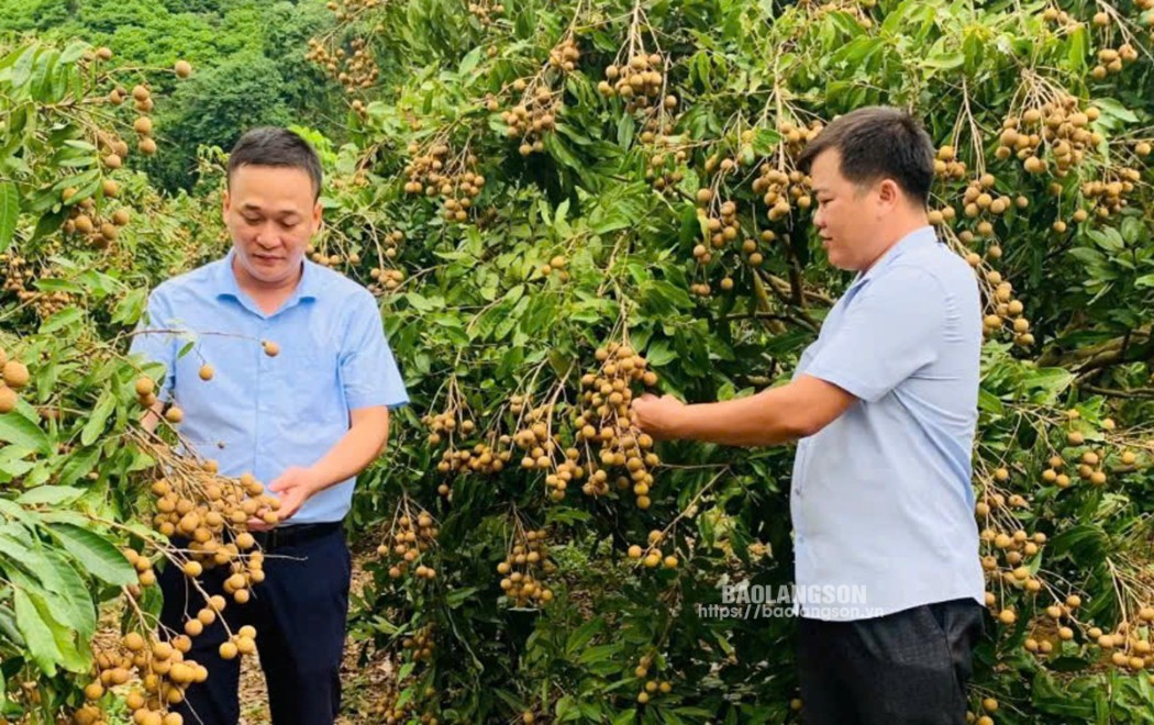  Đại diện lãnh đạo Hội Nông dân huyện Hữu Lũng tham quan mô hình trồng cây ăn quả của hội viên nông dân xã Đồng Tân, huyện Hữu Lũng 