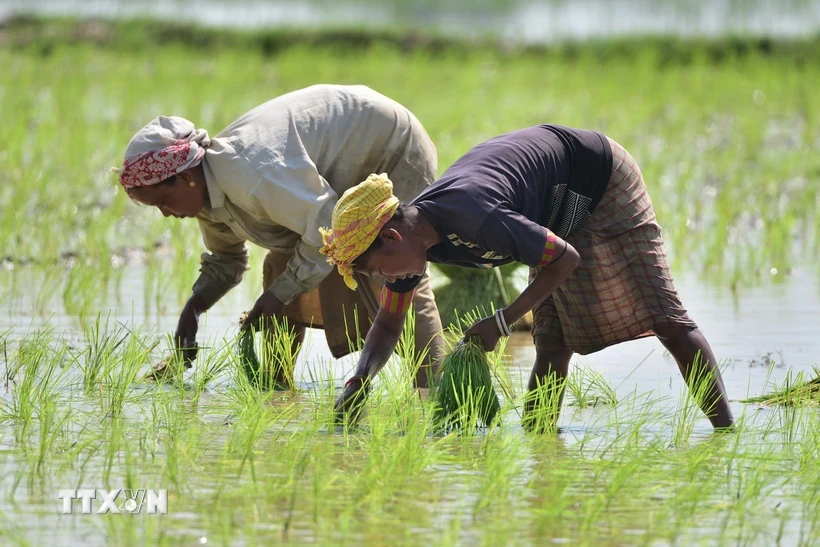 Nông dân trồng lúa trên cánh đồng tại Nagaon, bang Assam, Ấn Độ. Ảnh: THX/TTXVN