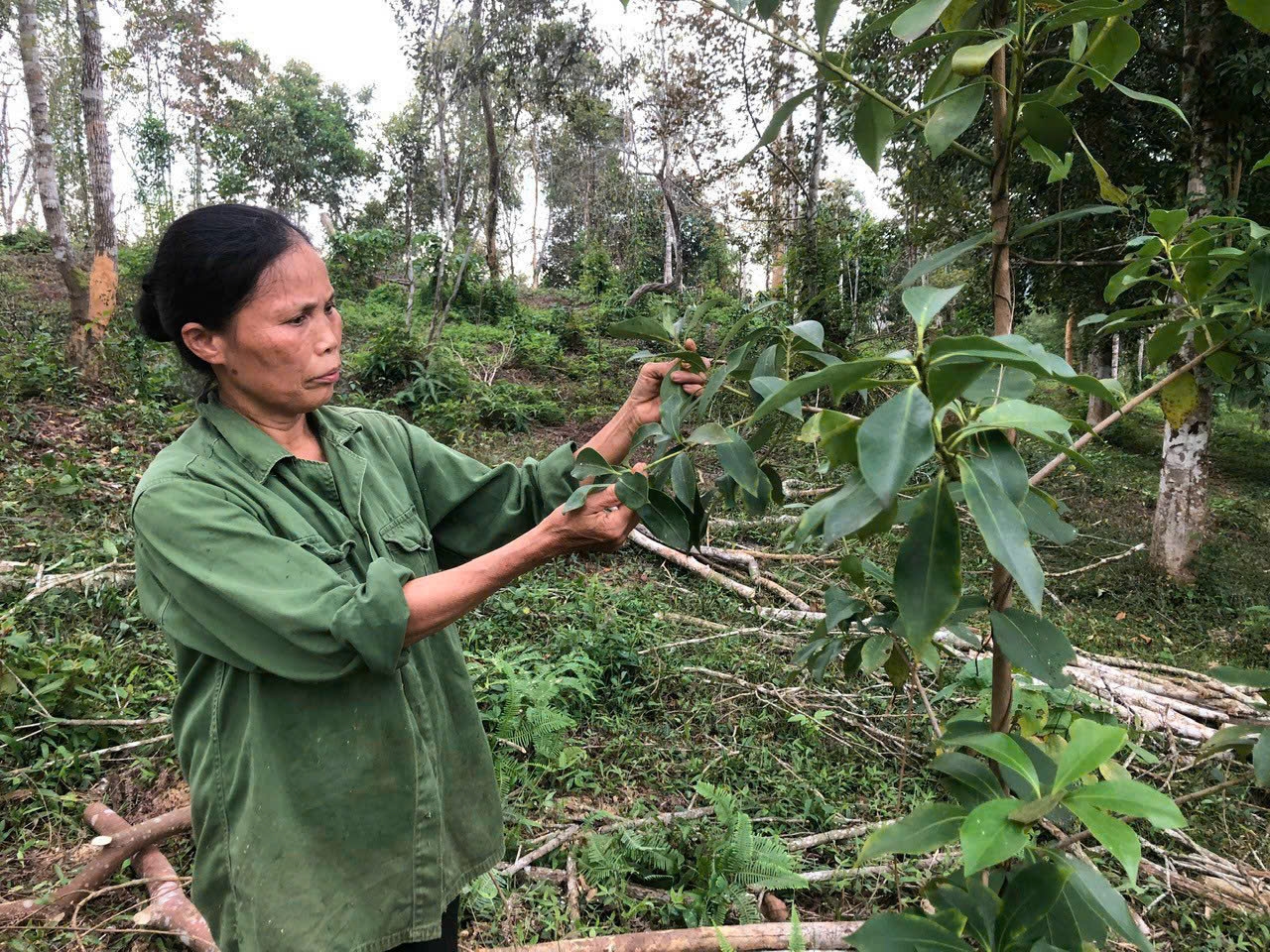 Người dân thị trấn Văn Quan chăm sóc cây hồi.