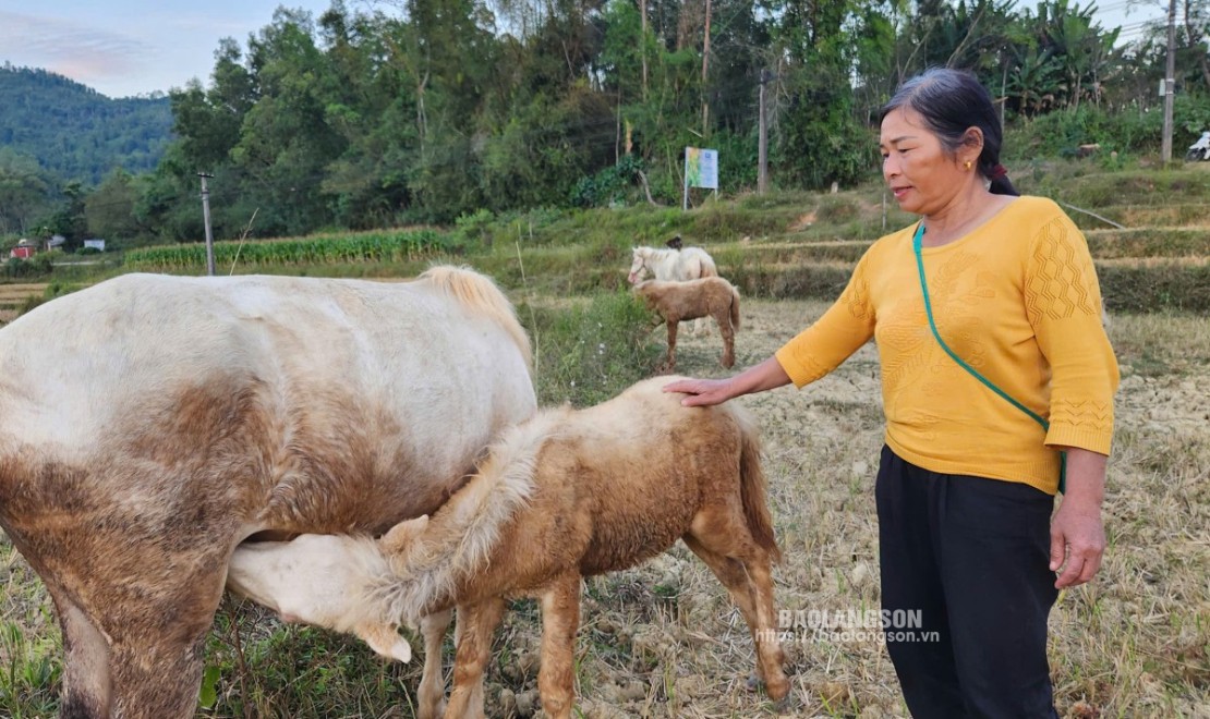 Người dân thôn Cao Minh, xã Bằng Hữu chăm sóc đàn ngựa bạch