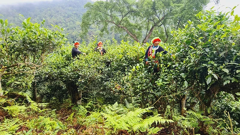 Ðồng bào dân tộc Dao áo chàm thu hoạch chè cổ thụ. Ðồng bào dân tộc Dao áo chàm thu hoạch chè cổ thụ.