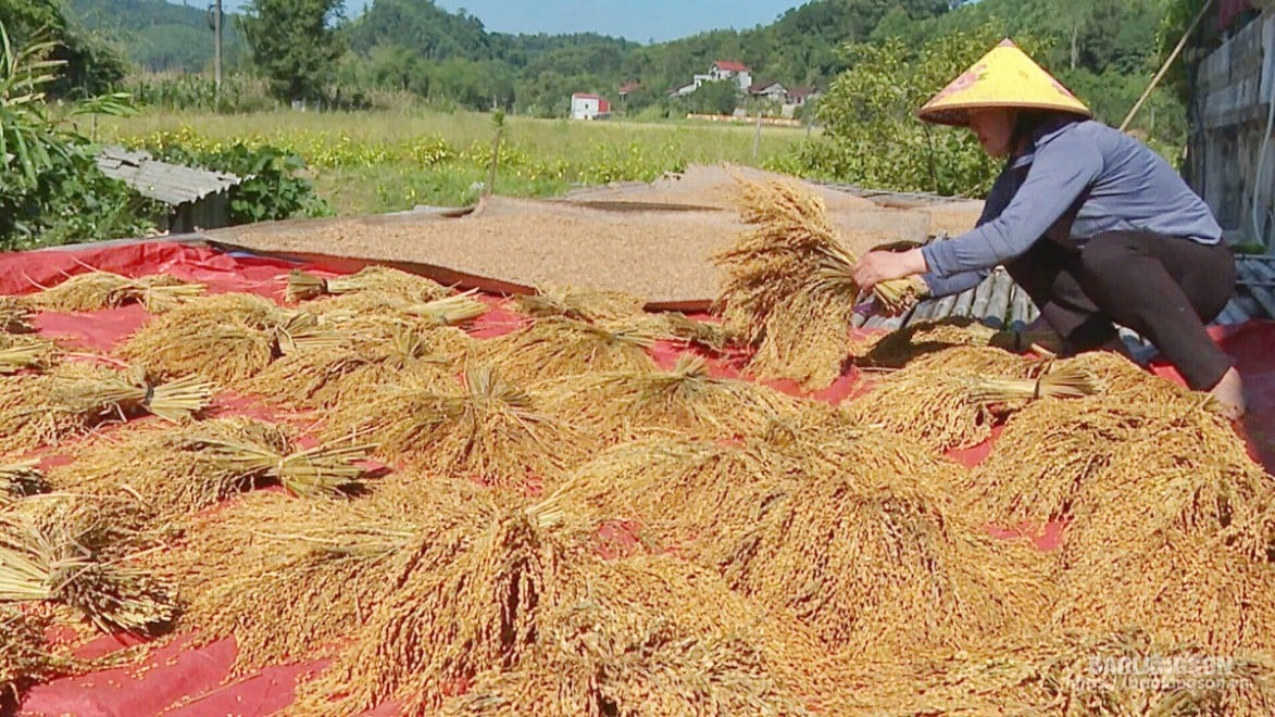 Người dân xã Tân Tiến, huyện Tràng Định phơi lúa nương