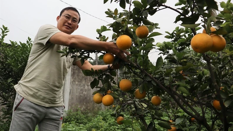 Với gốc cam này, ông Hạnh nhẩm tính sẽ thu về 16 triệu đồng tiền bán quả.