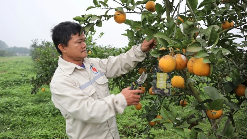 Anh Lê Văn Thắng dành nhiều tâm huyết với việc lưu truyền giống cam Xã Đoài nổi tiếng.