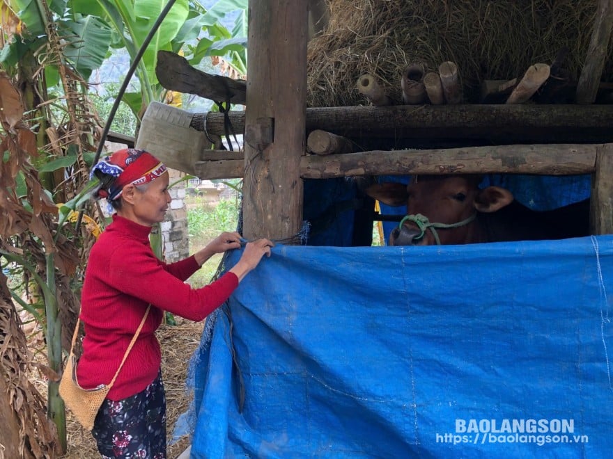 Người dân xã Quyết Thắng, huyện Hữu Lũng che chắn chuồng trại, giữ ấm cho đàn gia súc