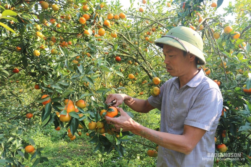 Người dân thôn Bản Nằm, xã Kháng Chiến phát triển mô hình trồng cây ăn quả từ vốn vay ưu đãi