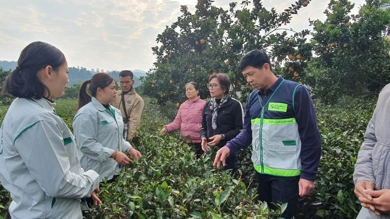 Thành viên tổ khuyến nông cộng đồng các tỉnh trao đổi kinh nghiệm hoạt động với thành viên tổ khuyến nông cộng đồng tại tỉnh Sơn La. (Ảnh: LÊ LAN)