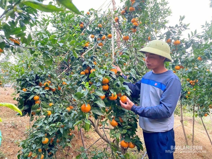 Người dân thôn Ao Kham, xã Tân Thành, huyện Hữu Lũng chăm sóc vườn cam Thái 