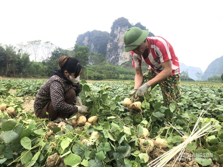 Người dân xã Minh Tiến, huyện Hữu Lũng thu hoạch củ đậu