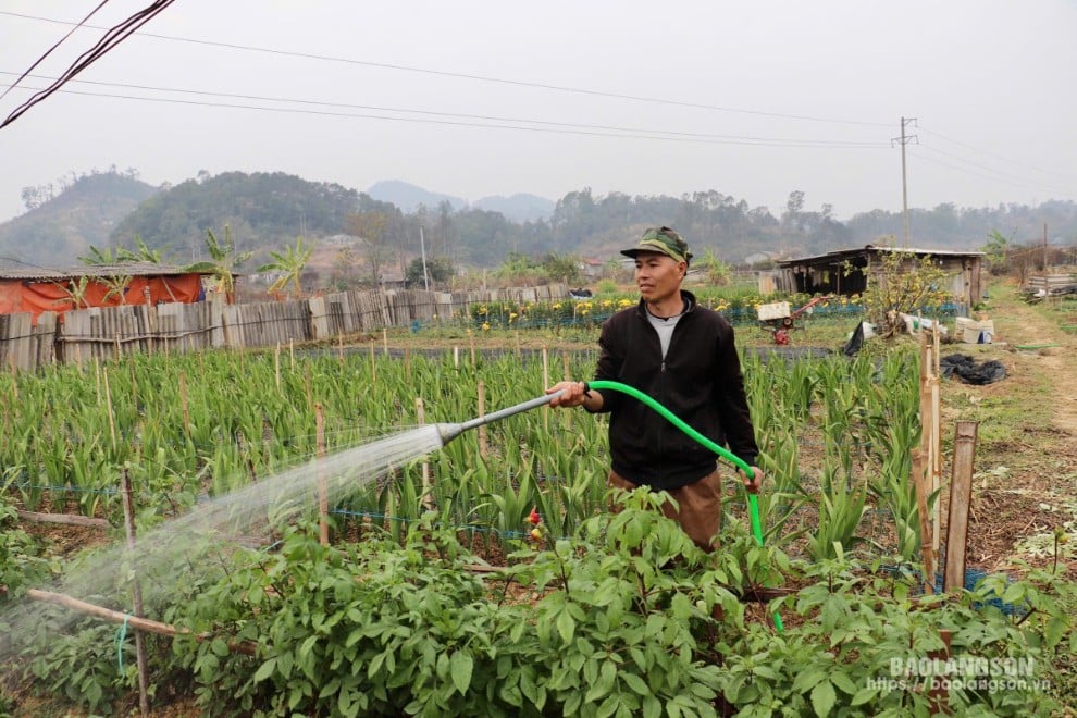 Người dân phường Tam Thanh, thành phố Lạng Sơn chăm sóc hoa vụ tết