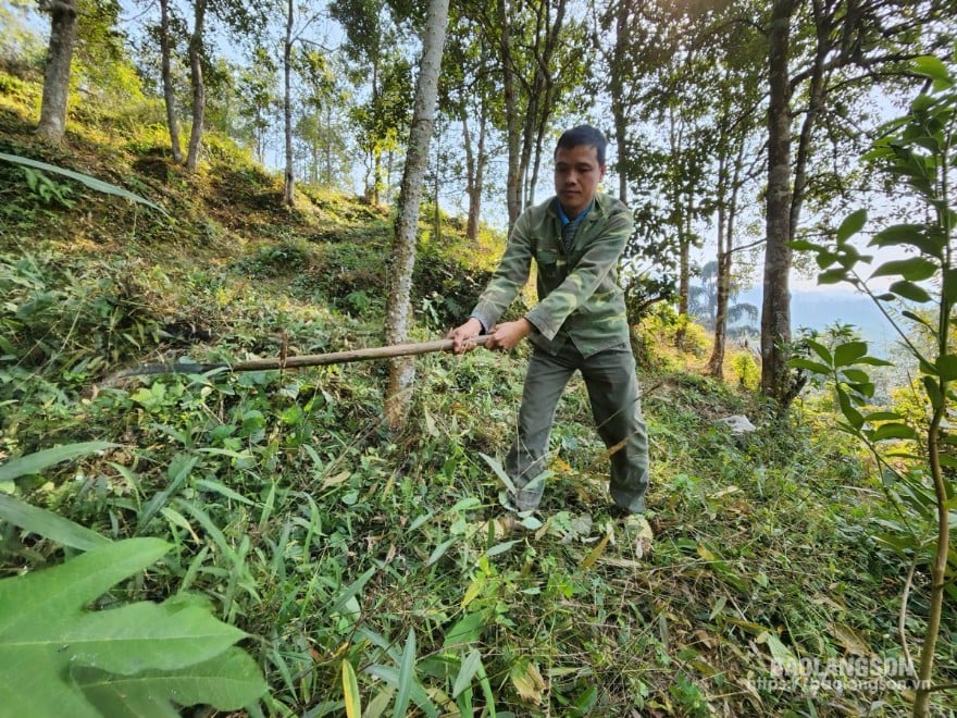 Người dân thôn Nà Tèo, xã Quang Trung chăm sóc rừng hồi