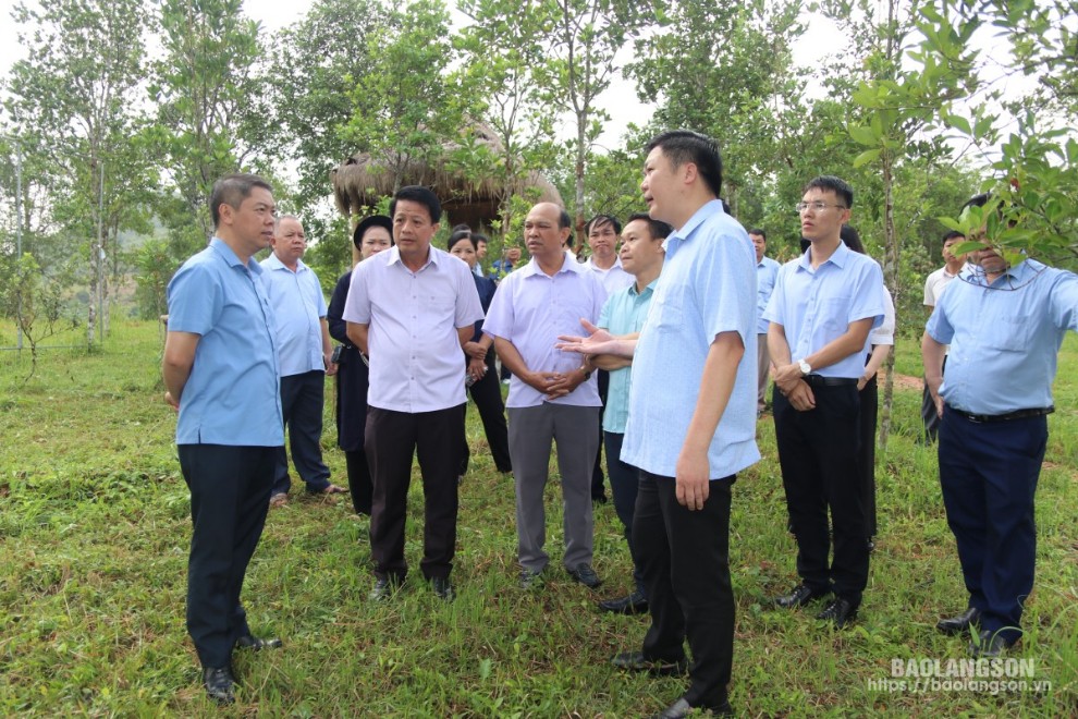 Lãnh đạo UBND tỉnh cùng lãnh đạo một số đơn vị tham quan mô hình trồng hồi tại xã An Sơn, huyện Văn Quan