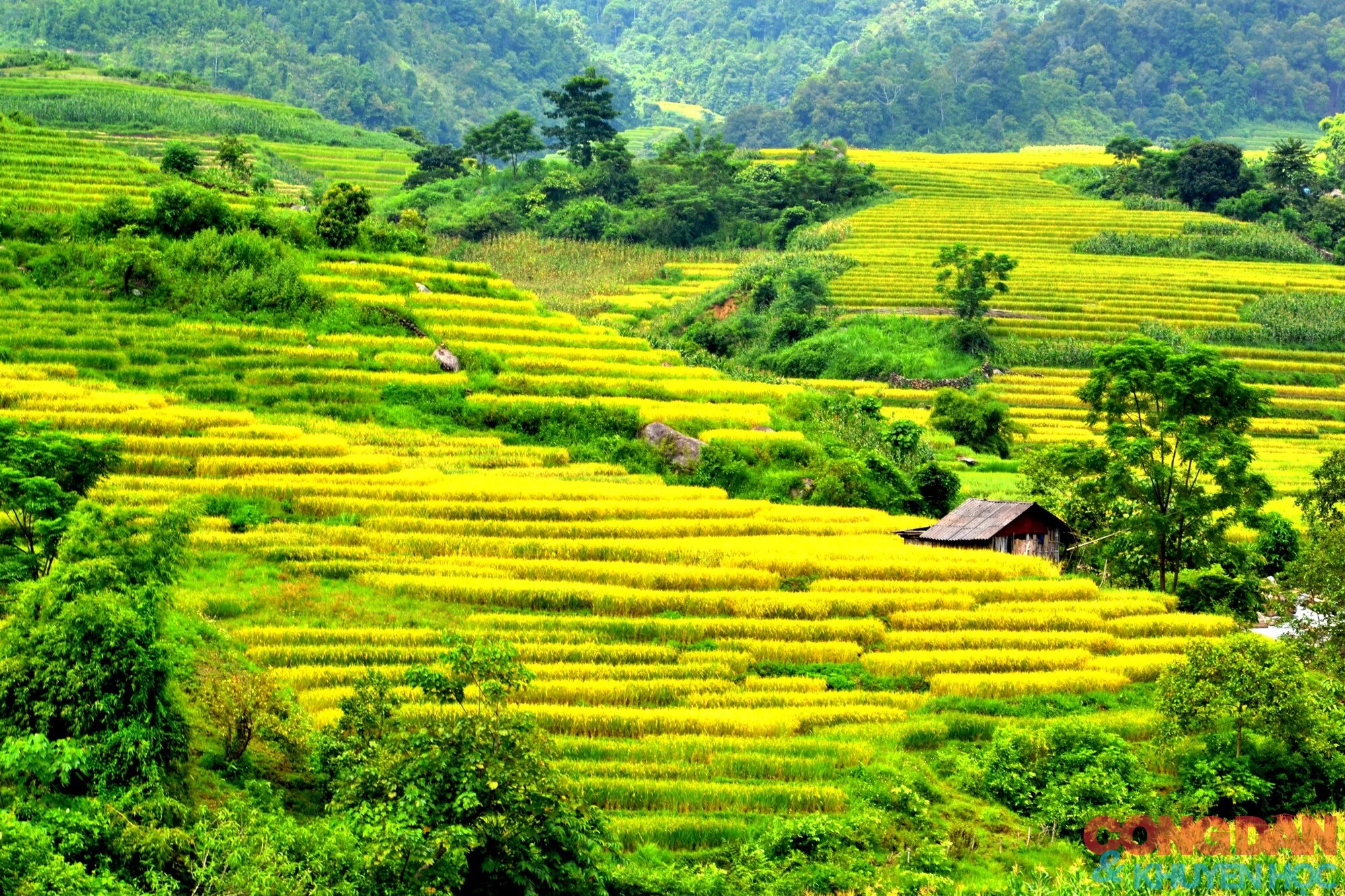 Mùa vàng đẹp mê trên núi cao Bát Xát, Lào Cai ảnh 4