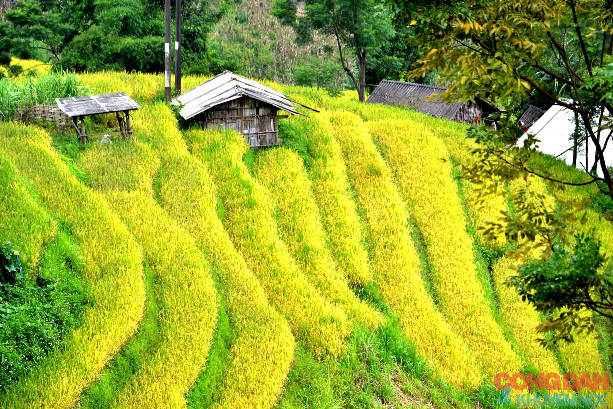 Mùa vàng đẹp mê trên núi cao Bát Xát, Lào Cai ảnh 9