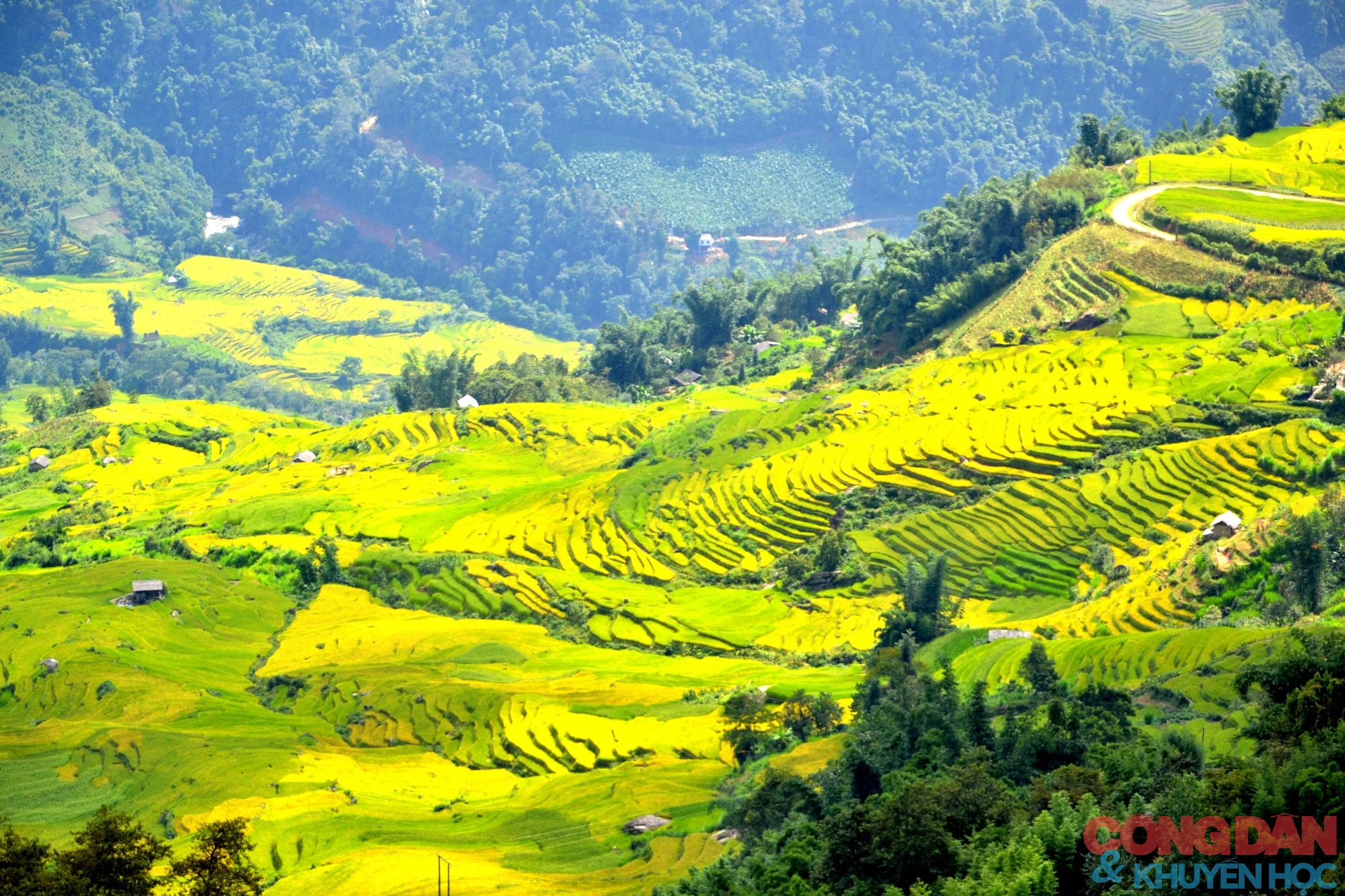 Mùa vàng đẹp mê trên núi cao Bát Xát, Lào Cai ảnh 1