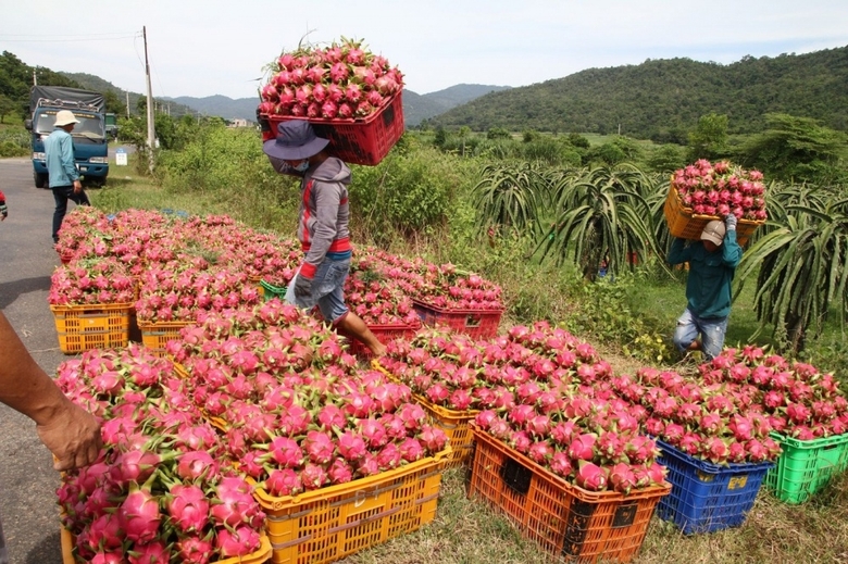 Nông sản không thể dựa vào "giải cứu" và lòng trắc ẩn! ảnh 1