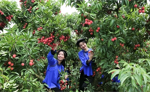 Nông dân Lục Ngạn thu hoạch vải thiều (Báo Bắc Giang).jpg