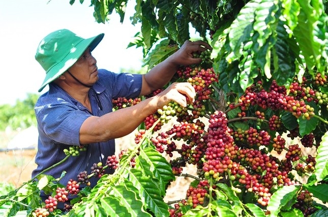 Nông dân phấn khởi vì giá cà phê đạt kỷ lục cao nhất trong vòng 30 năm. ảnh 2