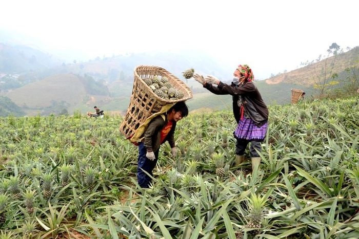 Thực hiện mô hình kết nghĩa hai bên biên giới, người dân Bản Lầu phát triển kinh tế hiệu quả từ cây dứa. ảnh 1