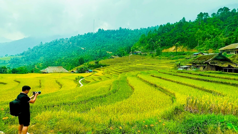 Lúa chín vàng trên những thửa ruộng bậc thang là nguồn cảm hứng thu hút du khách đến với Xa Phìn. ảnh 7