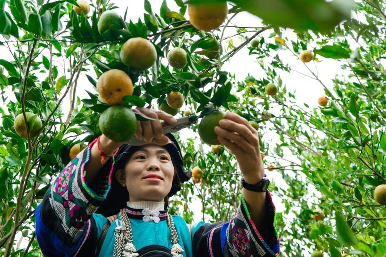 Quýt Mường Khương được người dân chăm sóc theo đúng tiêu chuẩn VietGAP.