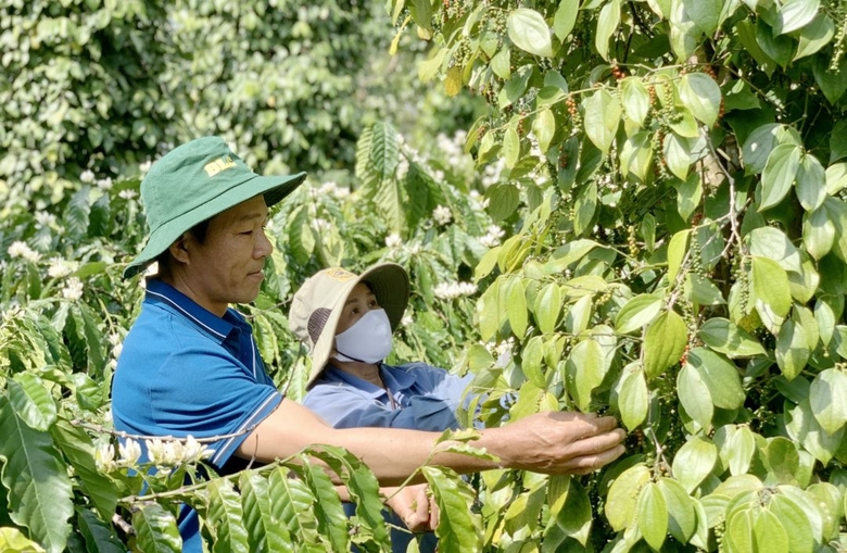 Chăm sóc hồ tiêu tại huyện Cư M&apos;gar (tỉnh Đắk Lắk). ảnh 1