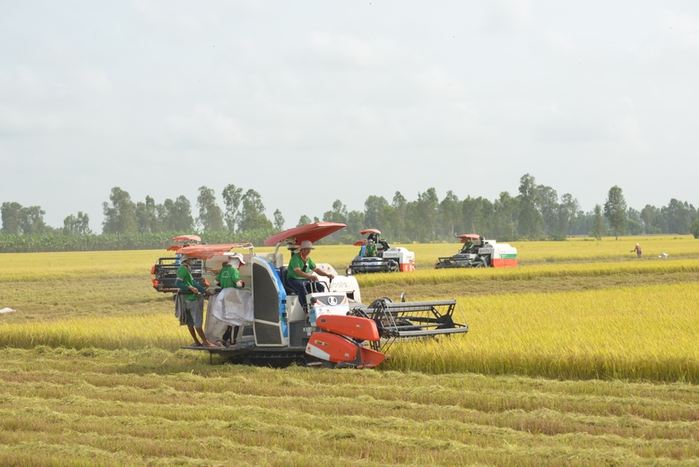 Nông dân ĐBSCL chuyển sang trồng nhiều giống lúa chất lượng cao, góp phần nâng cao giá trị gạo xuất khẩu. ảnh 3