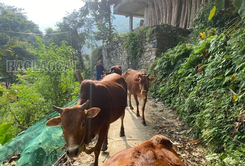 Chăn nuôi bò đã giúp nhiều hộ dân ở Lao Tô Chải thoát nghèo..jpg