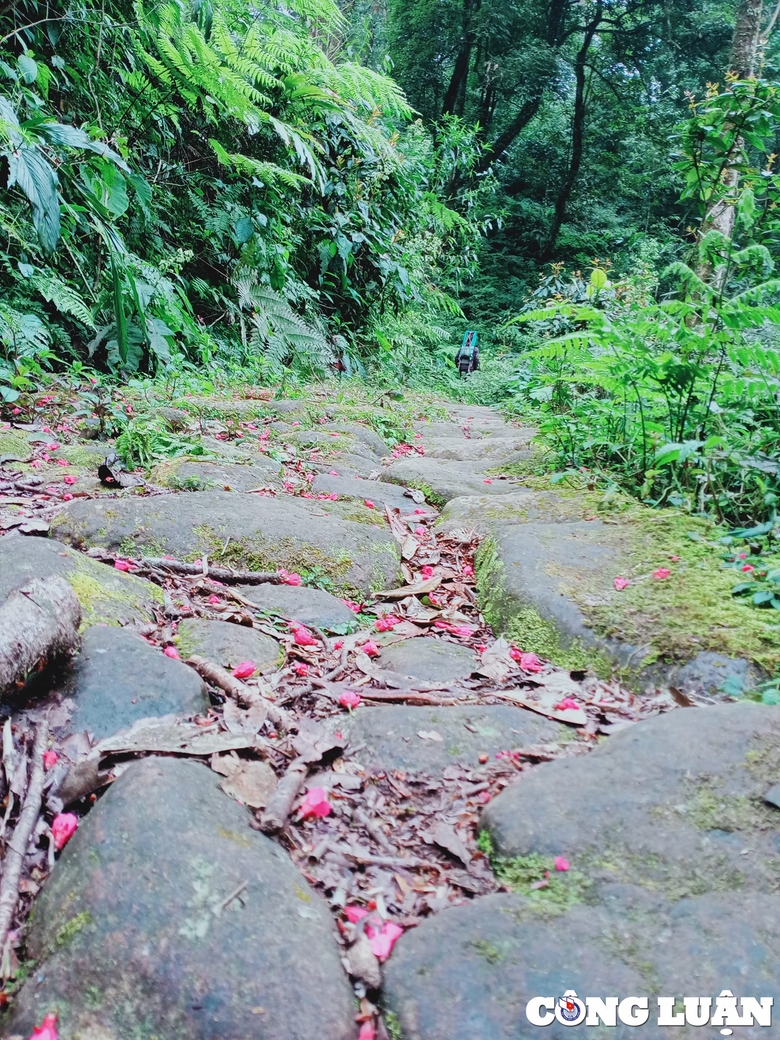 Càng đi vào sâu trong rừng, đường đá cổ Pavi càng trở nên đẹp một cách quyến rũ và huyền ảo, bí ẩn. Những con đường đá phủ đầy rêu phong xanh mướt sẽ như đưa bước chân của bạn lướt đi.