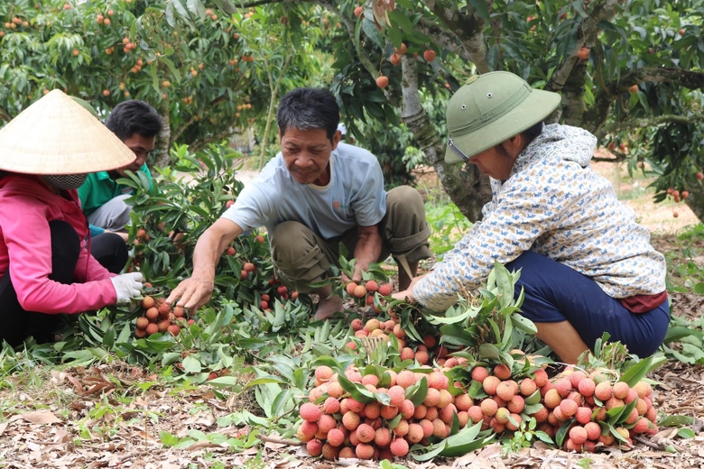 Vải thiều cũng là một trong những mặt hàng tiềm năng của trái cây Việt Nam.