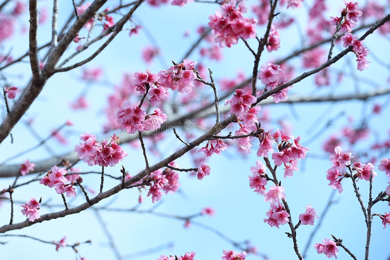 Khoe sắc đón chào du khách.