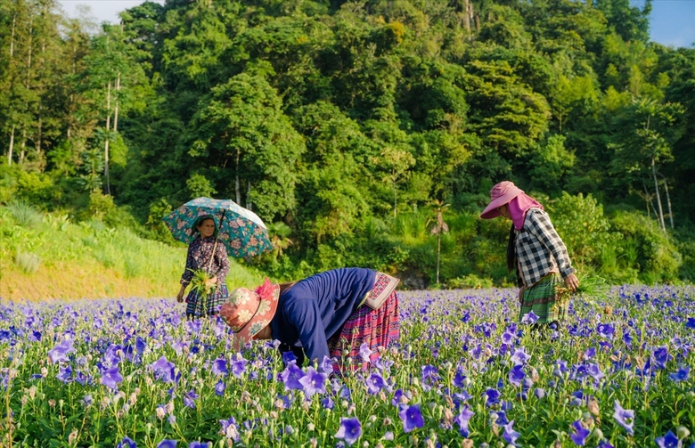 2023-12-17-Cây dược liệu xoá nghèo tại huyện Bắc Hà-Ảnh3.jpg